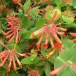 Lonicera sempervirens - Coral Honeysuckle