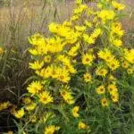 Maximilian Sunflower - Helianthus maximiliani1