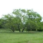 Mesquite