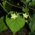 Pearl Milkvine - Matelea reticulata