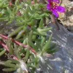 Portulaca pilosa - Shaggy Portulaca