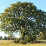 Post Oak