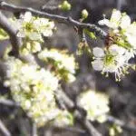 Chickasaw Plum