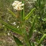Redroot_Ceanothus_herbaceus1