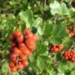 Rhus aromatica_Aromatic Sumac