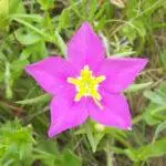 Sabatia campestris - Meadow Pink