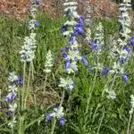 Salvia farinacea - Mealy Sage