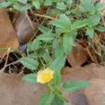 Sida albutifolia - Spreading Sida