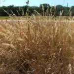 Silver Bluestem Bothriochloa laguroides