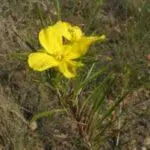 Square-bud Primrose - Calylophus berlandieri