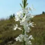 Stenosiphon linifolius - False Guara