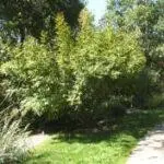 Ungnadia speciosa - Mexican Buckeye1
