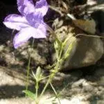 Violet Ruellia