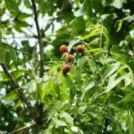 Western Soapberry - Sapindus saponaria