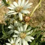 White Rosin-Weed - Silphium albiflorum2