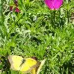 Wine-cup - Callirhoe involucrata with Orange Sulphur butterfly