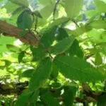 Winged Elm