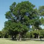 Shumard red oak