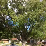 Texas Ash