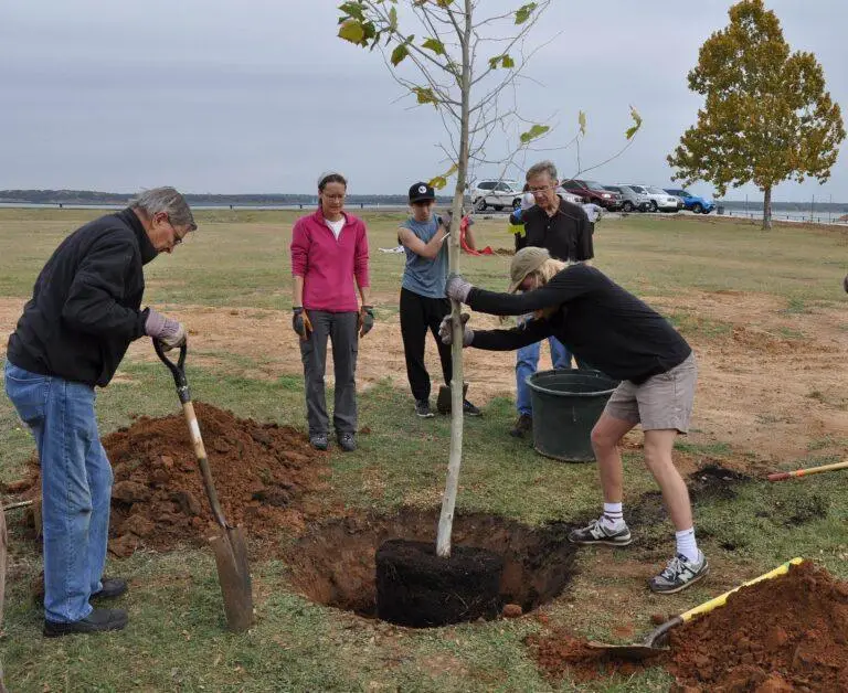 Volunteers plant new trees at Meadowmere Park on Lake Grapevine
