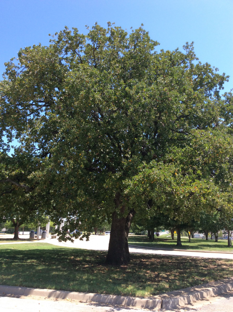 Какой дуб растет. Quercus stellata. Дуб Fastigiata. Дуб на участке. Что растет на дубе.