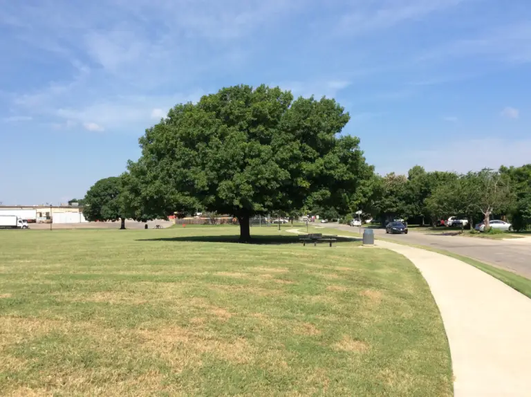 A large oak tree