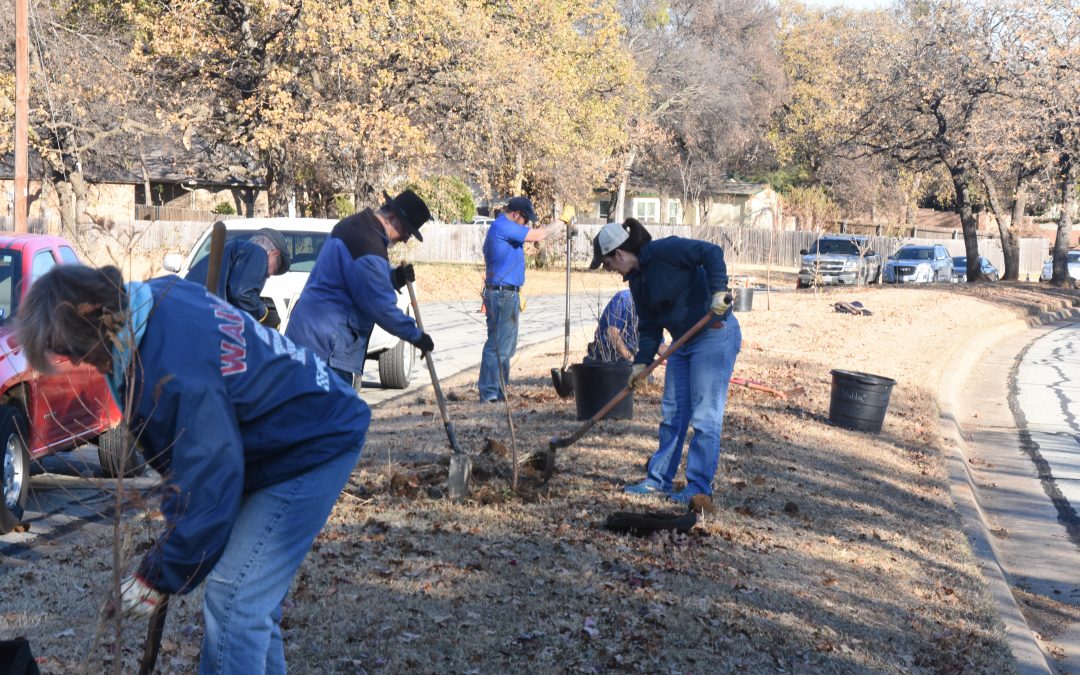 Volunteers plant trees on Shorewood median