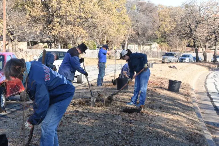 Volunteers plant trees on Shorewood median