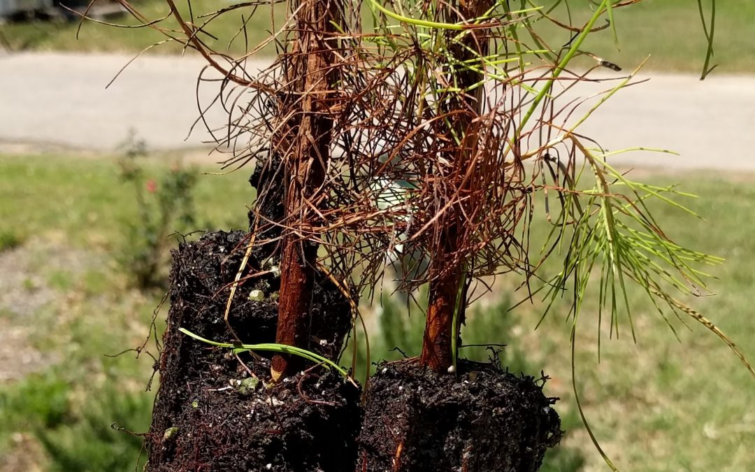 Seedling roots