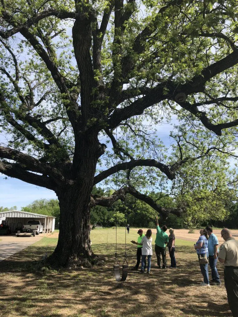 Historic Goodnight Loving Pecan famous Texas trees
