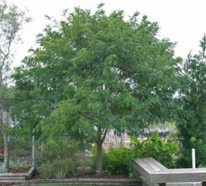 Eve’s Necklace Tree | Cross Timbers Urban Forestry Council