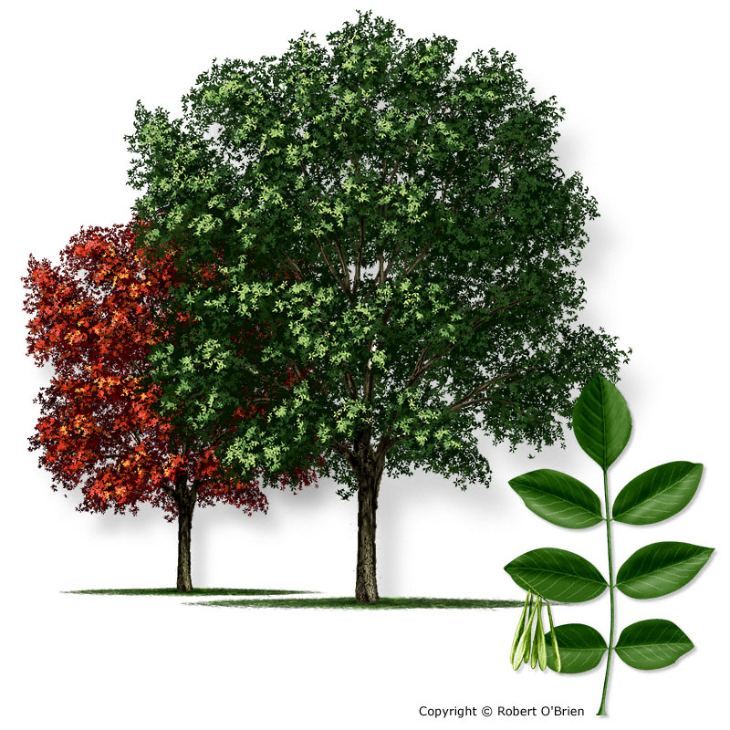 identify tree by leaf texas