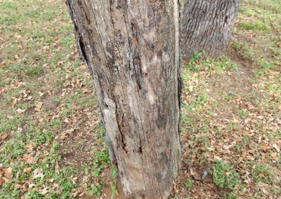 Severely damaged post oak trunk