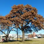 Blackjack Oak