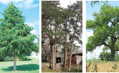 Behind the Bark: A look at the beautiful wood inside North Texas trees – Part Two