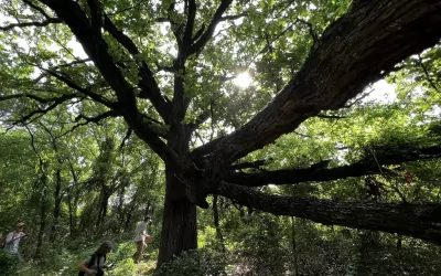 Surveying the Trees of North Texas