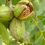 Pecan