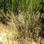 Switchgrass