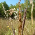 Indian Grass