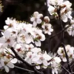 Mexican Plum